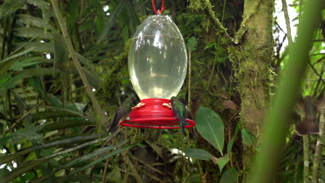 los pájaros que vuelan en cámara lenta volando alrededor de mindo ecuador