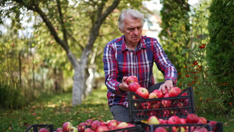 looking over the red ripe apples after picking them from trees. adult man checking the fruit put into boxes.