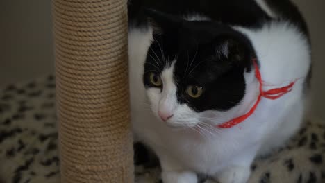 black and white cat is sitting on scratching stand