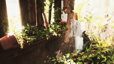 ruined abandoned overgrown by plants interior