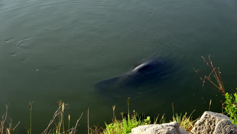 4k tag außenaufnahme von seekühen im wasser