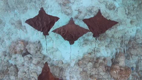 majestuosa balada de los rayos - escuela de rayos de águila manchada por avión no tripulado, maldivas - océano índico: acercarse y luego alejarse, girar en sentido contrario a las agujas del reloj