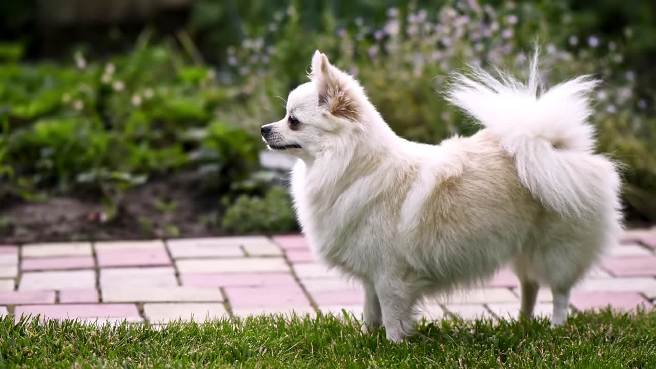 Small white pomeranian spitz looking around in the house's garden