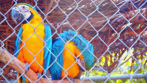 blue - yellow macaw parrots sitting on branch in enclosure