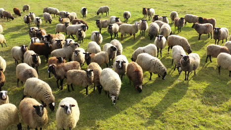 aerial view of flock of sheeps and and lambs. sheeps are eating in the fields. white and brown sheeps.