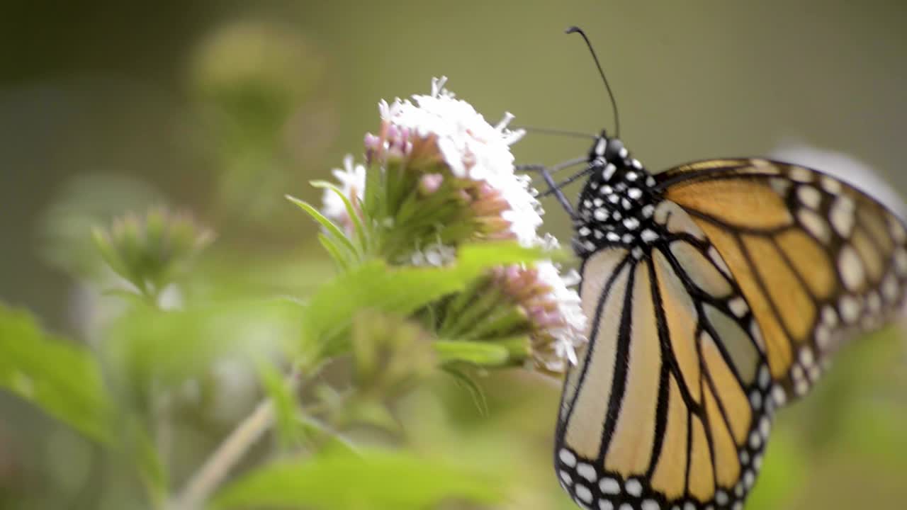 cerca de una hermosa mariposa monarca comiendo néctar de una flor