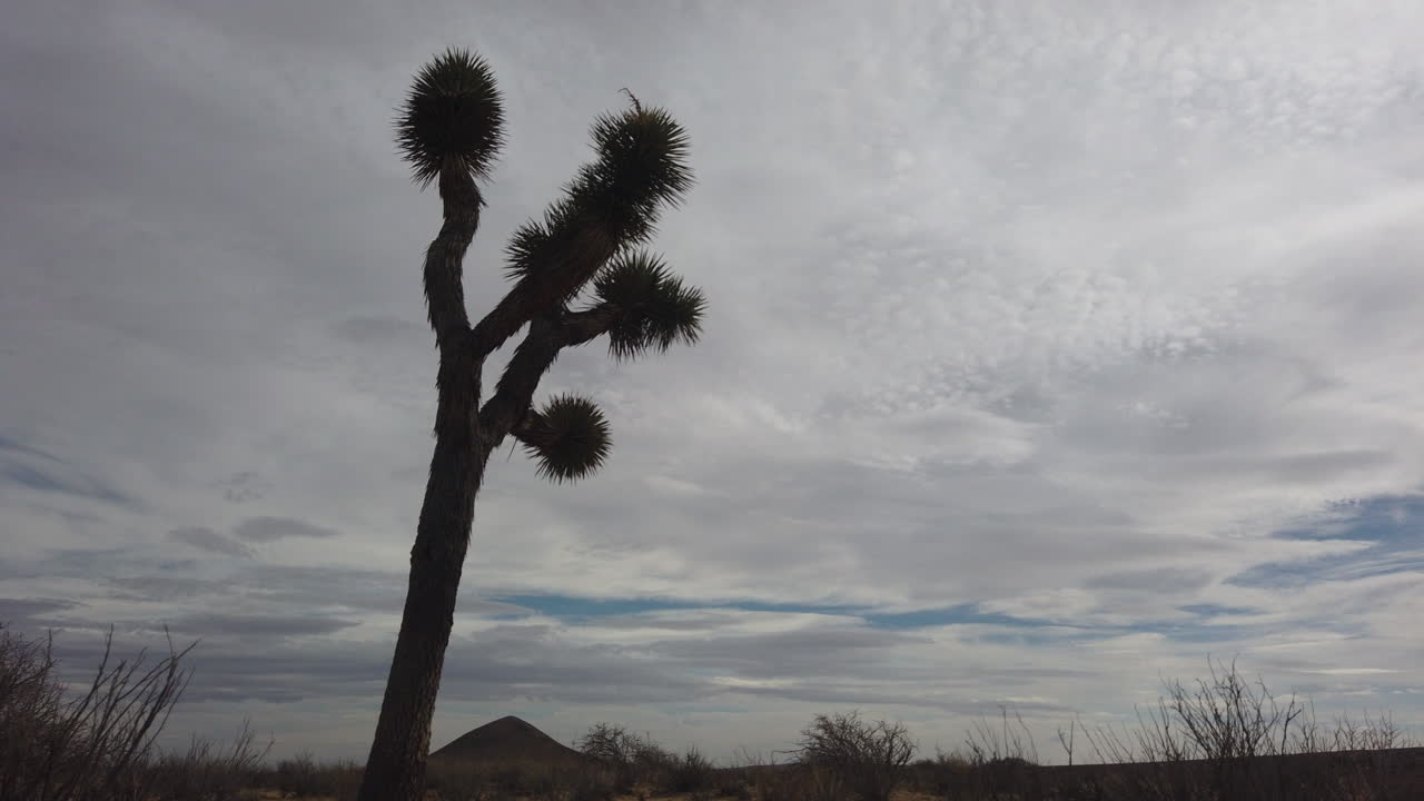 두꺼운 회색 구름이 실루엣 조슈아 트리 뒤에 표류하고 낮은 각도 시간 경과