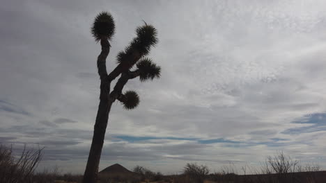 espesas nubes grises derivan detrás de la silueta del árbol de joshua, lapso de tiempo de ángulo bajo