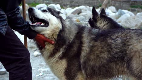 Mann-Kratzt-Und-Streichelt-Einen-Süßen-Husky-Am-Kinn