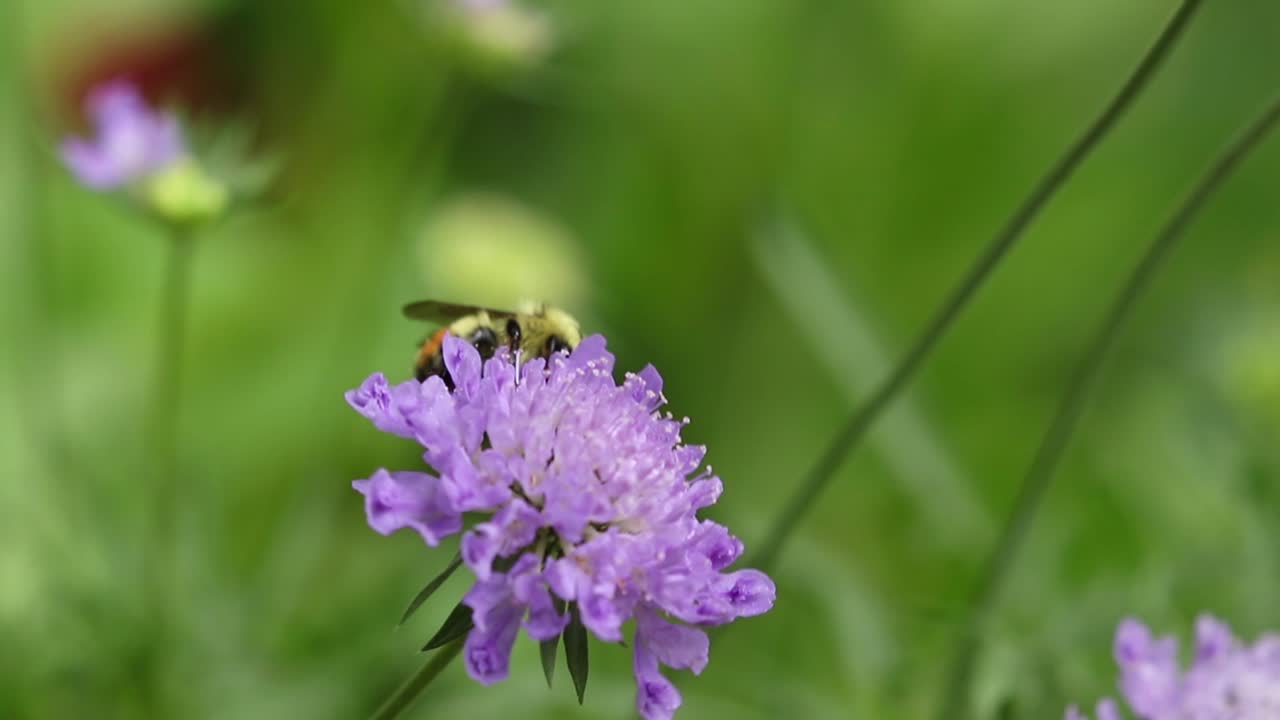 primer plano de la abeja occidental amenazada que recolecta néctar de una flor de acerico azul en verano en calgary, alberta