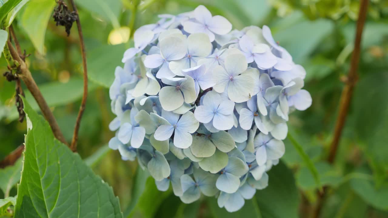 Ortensia blu con sfondo sfocato