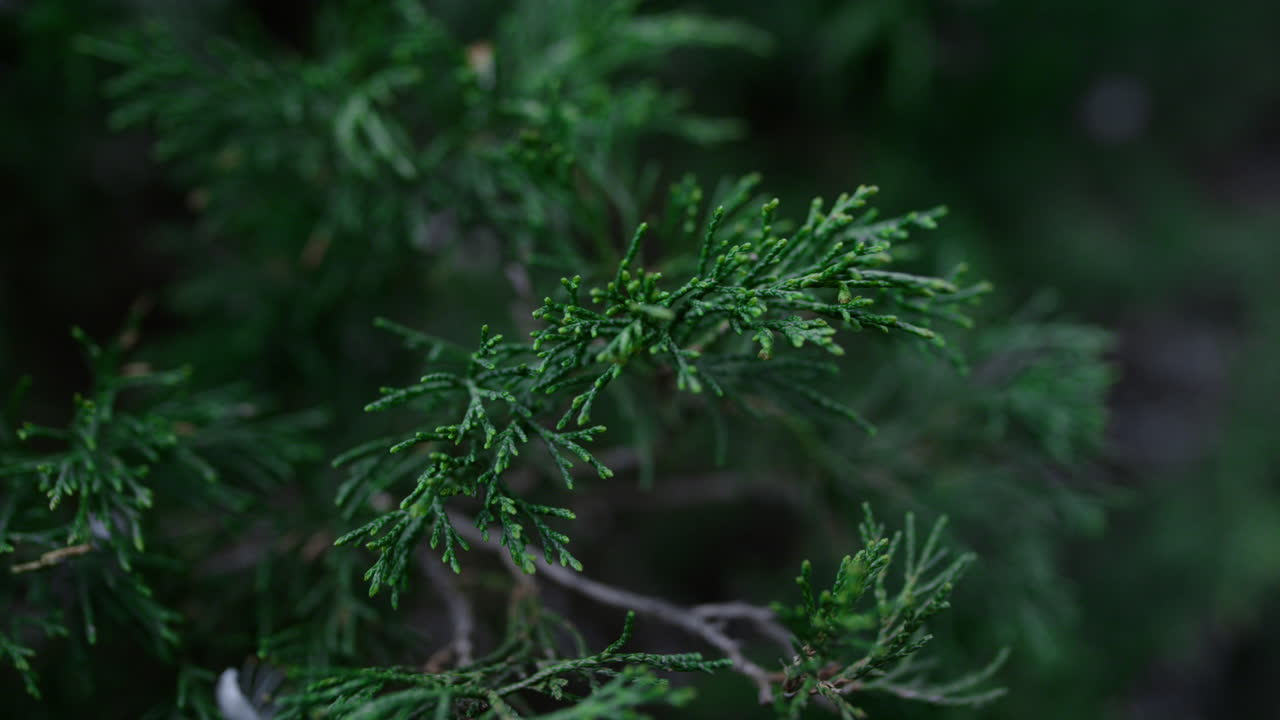 Green thuja branch swaying wind decorative coniferous plant. Evergreen foliage