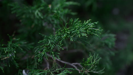 green thuja branch swaying wind decorative coniferous plant. evergreen foliage