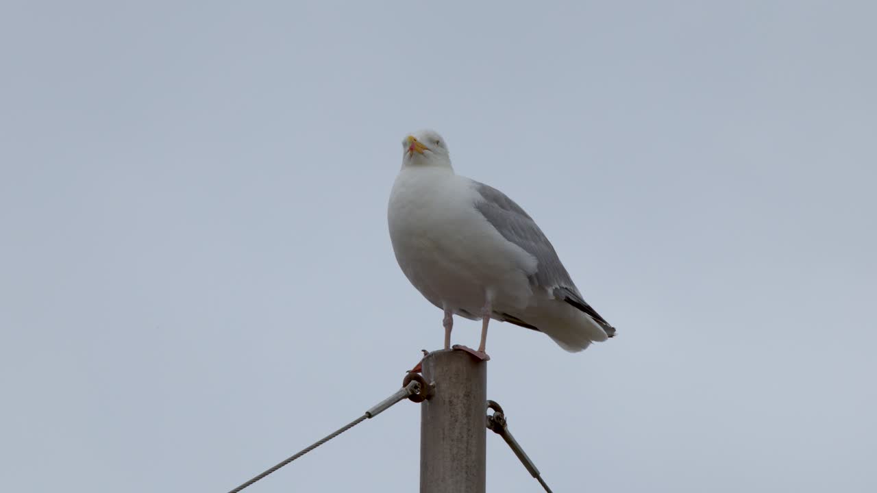 Seagull stands alert atop pole, minimal movement, overcast daylight, static camera, wide shot