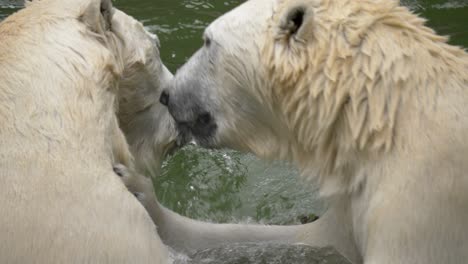 close-up of an epic battle between two powerful polar bears