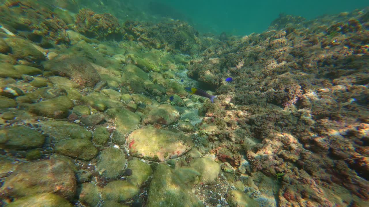 Parrotfish swimming over rocky seabed and coral reef in Tenacatita, Mexico