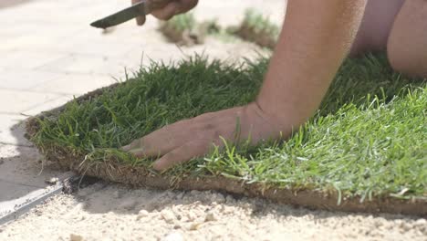 roll of new natural grass turf installed by professional gardener. landscaping industry.