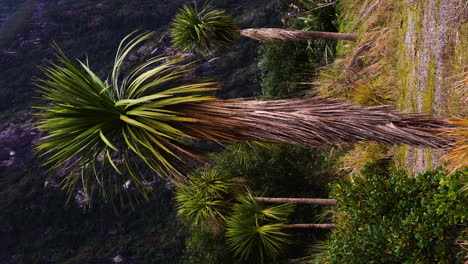 Video-Vertical-Del-árbol-De-Col-De-Nueva-Zelanda