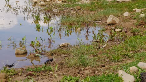 Orilla-Del-Lago-Las-Golondrinas-Recogen-Lodo-Para-Construir-Nidos