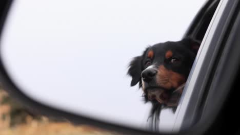 australian shepherd puppy dog sticking his head out the car window 4k
