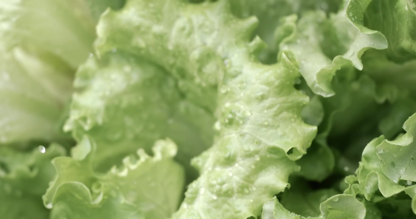 Fresh lettuce in drops of water. Shot on super slow motion camera 1000 fps.