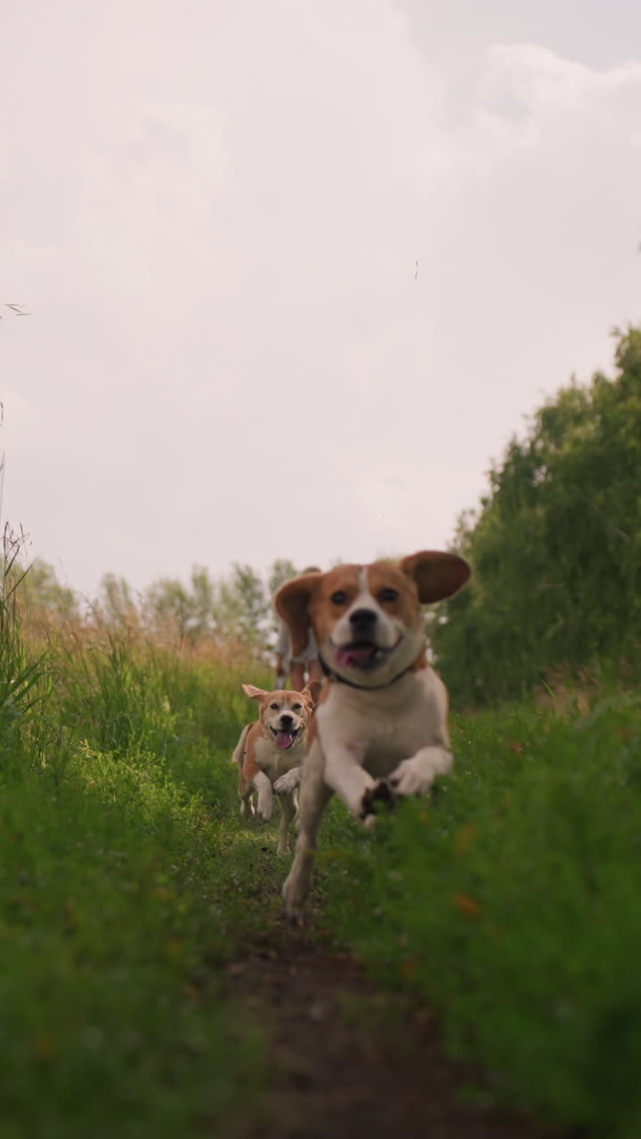 dos perros emocionados corriendo por el camino de hierba con la mujer en gris y blanco de pie detrás de la observación, rodeado de exuberantes campos verdes y árboles, un soleado día de verano