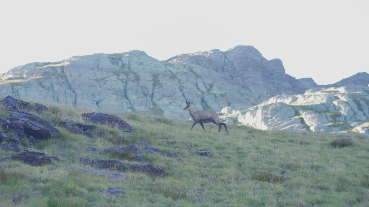 una gamuza corriendo en la montaña de los alpes