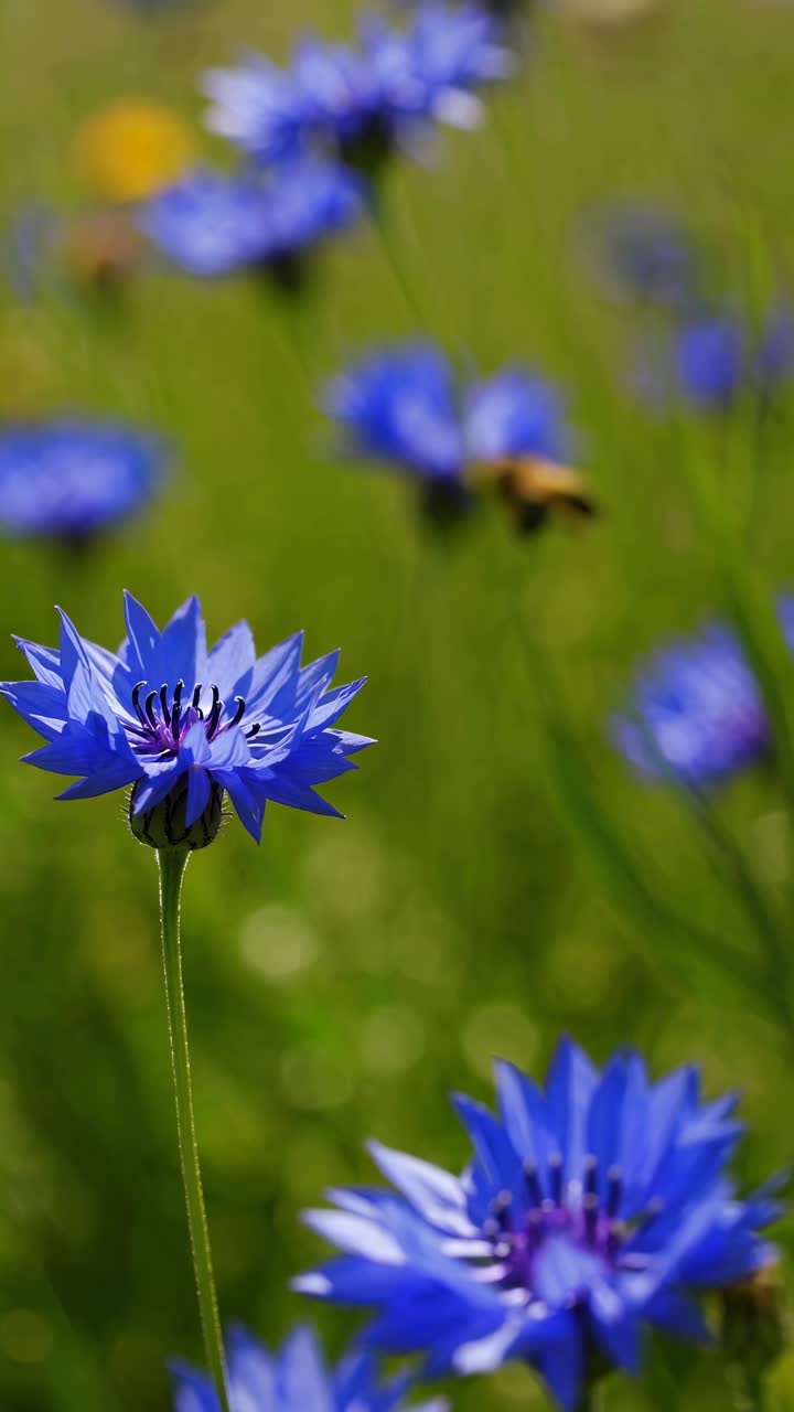 Close-up video angle capturing vibrant blue flowers in a lush green field, showcasing nature's