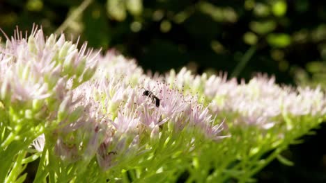 mantis europea colgando al revés de una planta suculenta en el jardín orgánico