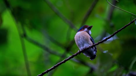 Facing-up-to-the-right-while-this-male-fledgling-is-zoomed-out-as-the-camera-slides-to-the-left,-Banded-Kingfisher-Lacedo-pulchella,-Thailand