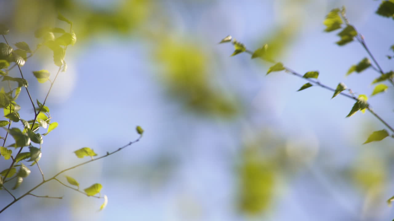 Springtime scenic selective view of green birch tree leaves and branches moving in breeze with bokeh lights in background on bright blue sunny sky day, shallow focus static
