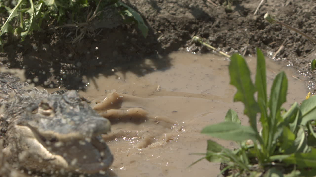 물 속에서 악어를 튀기는 슬로우 모션