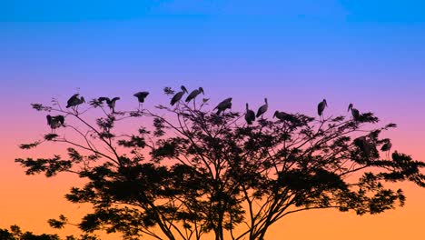 Bandada-De-Cigüeñas-Sentadas-En-Un-árbol-Mientras-Se-Pone-El-Sol,-Silueta-En-África-Con-Espacio-Para-Copiar