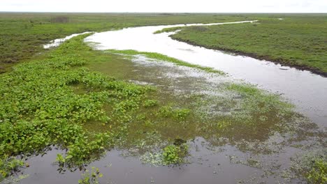 wetlands of northeast argentina shooted with drone