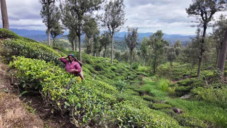 tea plantation worker is harvesting tea leaves in the lush green hills of bandarawela, sri lanka