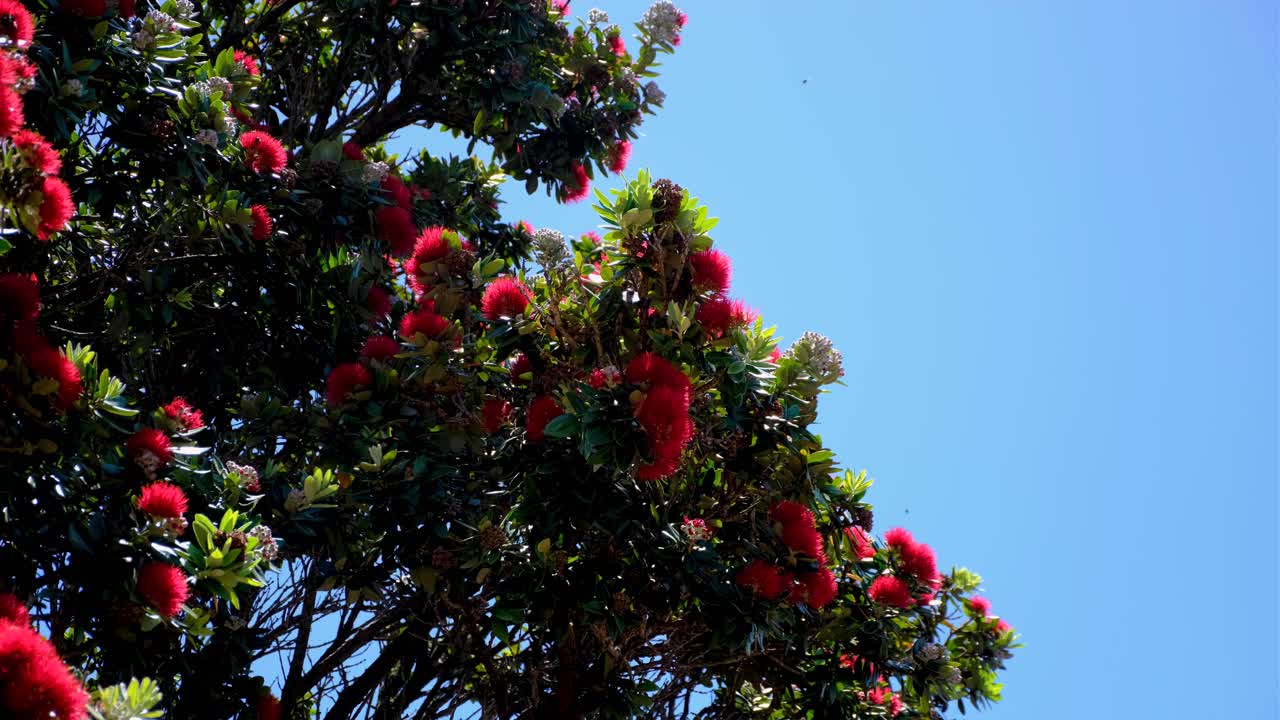 Red flower of Pōhutukawa New Zealand Christmas Tree blooming in summer against blue sky in capital city of Wellington NZ Aotearoa