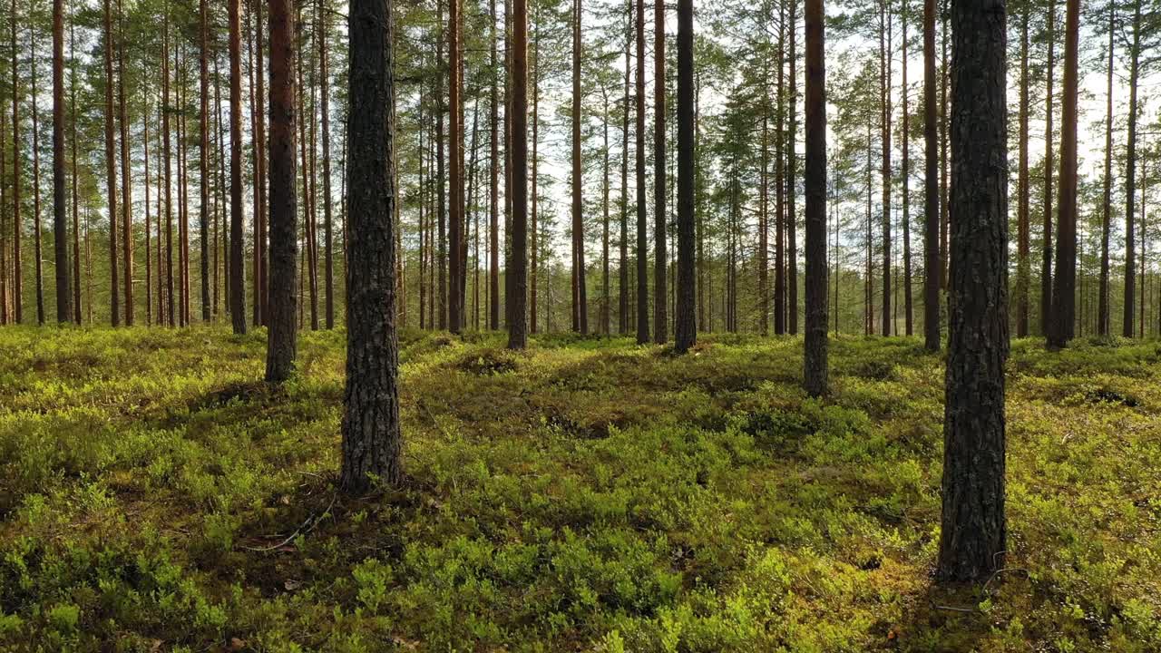 Veduta aerea della foresta in Finlandia. La splendida natura della Finlandia