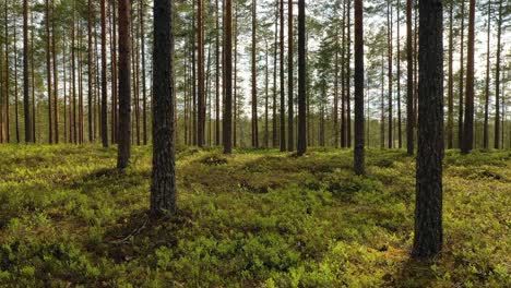 Vista-Aérea-Del-Bosque-En-Finlandia.-Hermosa-Naturaleza-De-Finlandia.