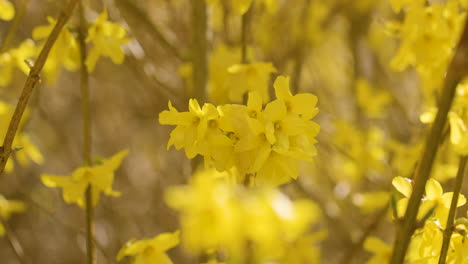 macro close up of a yellow forsythia shrub