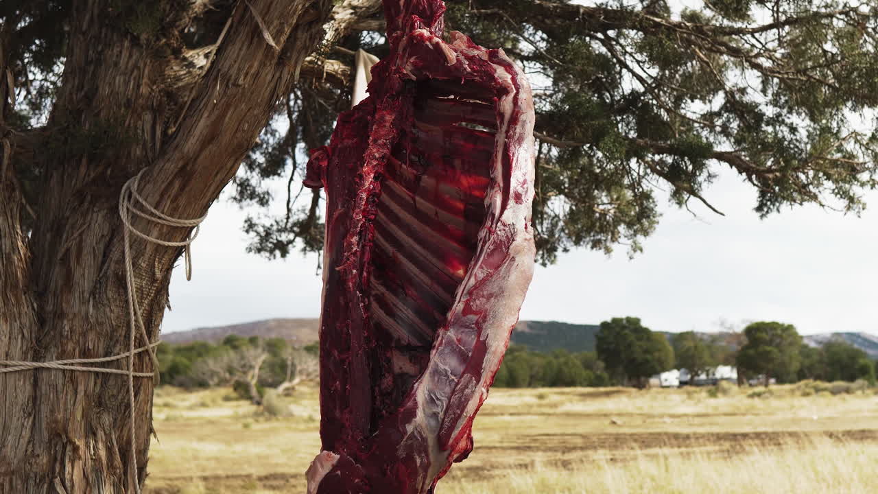 Close-up of a skinned deer carcass hanging from a tree, tied with a rope.