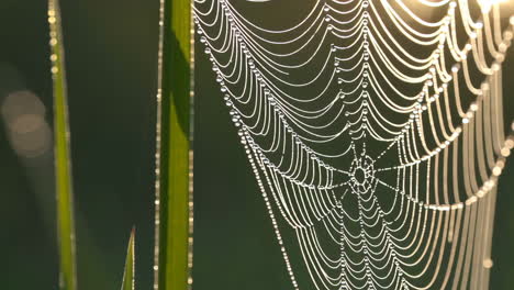 dew-kissed spiderweb in the morning light