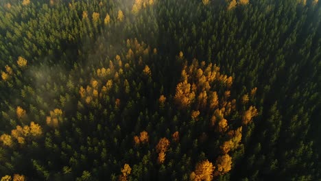 Saisonale-Waldluftaufnahme-Im-Herbst-Und-Sonnenlicht-Am-Frühen-Morgen-Mit-Nebel