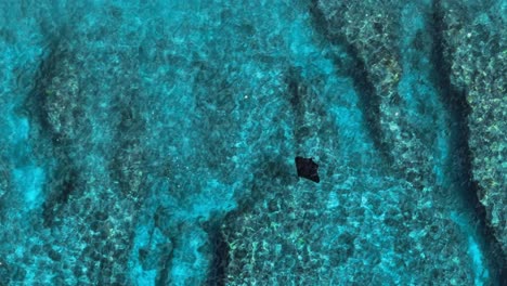 reef manta ray gracefully swimming through crystal clear blue water, aerial