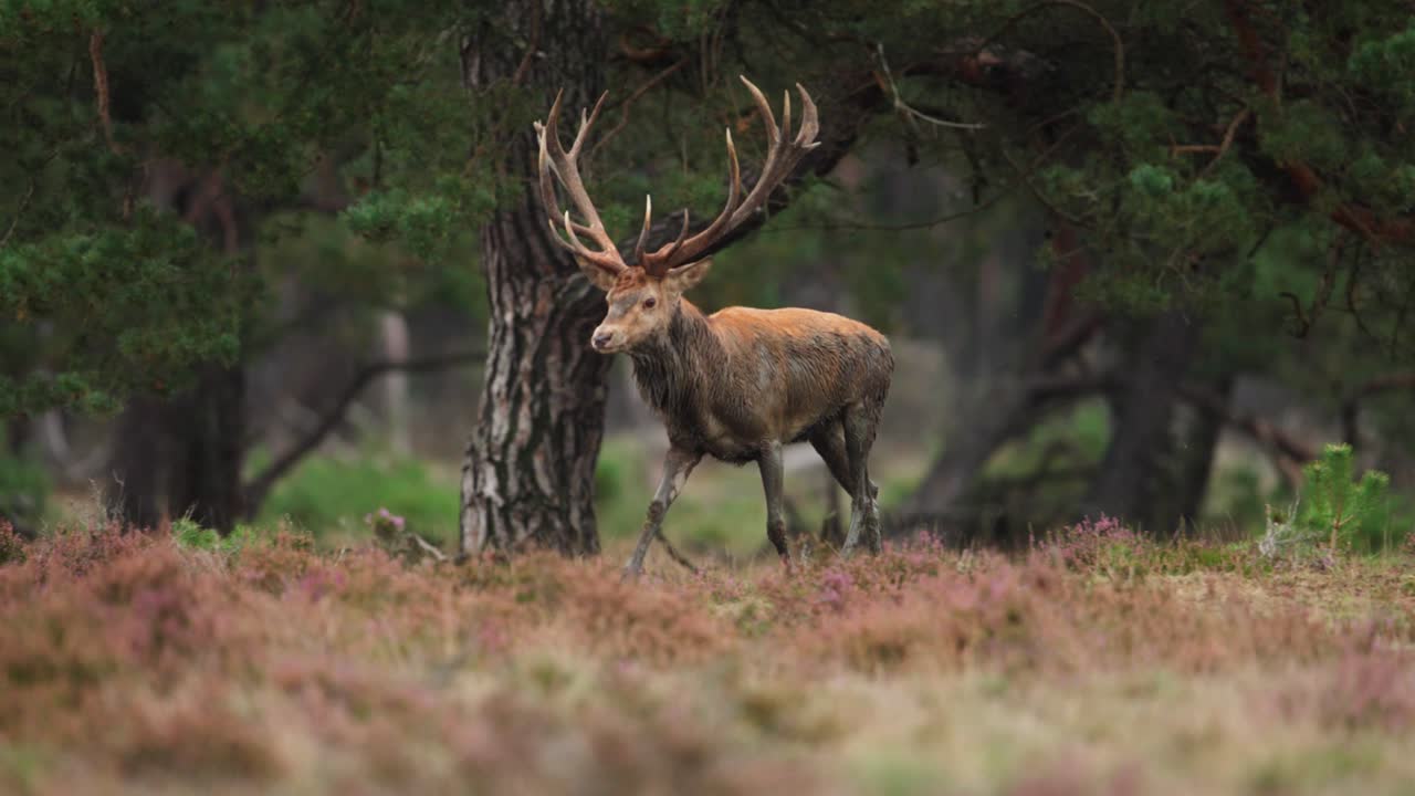 un ciervo rojo macho durante la temporada de rotación en el bosque