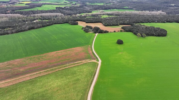 una camino atravesando una prado de trigo verde