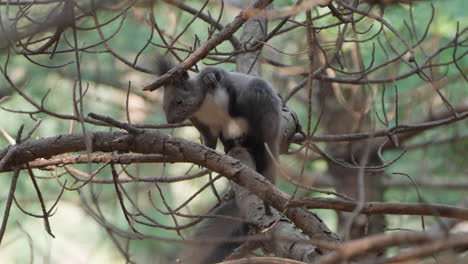 Eurasisches-Eichhörnchen-Pflegt-Und-Kratzt-Sein-Fell-Mit-Der-Hinterpfote,-Die-Auf-Einem-Tannenzweig-Im-Wald-Sitzt