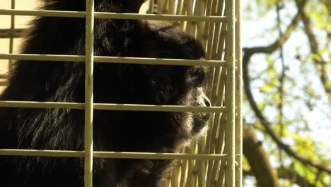 a gibbon monkey sits in a cage in a zoo on a sunny day and looks around