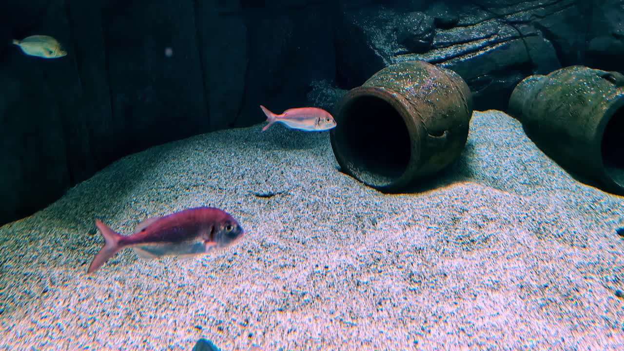 砂地の海底で古代の壺の近くを泳ぐ魚。