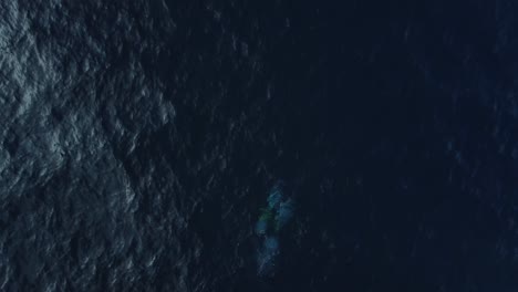 buzo bajo el agua, océano azul profundo, vista superior