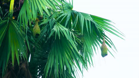 Shot-of-a-weaver-bird's-nest-on-a-palm-tree-in-Bangladesh,-Asia